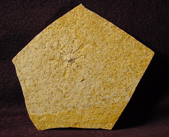 Saccocoma tenella (GOLDFUSS 1831) - Bild © FossNet FossilienStore